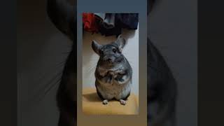 Chinchilla Rudi🐭#youtubeshorts #shorts #chinchilla #animals #pets #chunky #cute #baby #fluffy #love