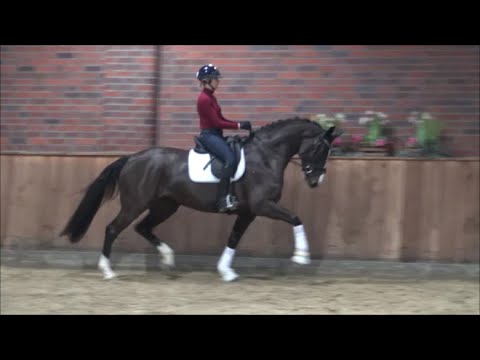 *2018 Stute von Total US - Roadster SOLD!!