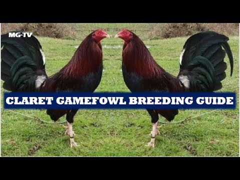 GUIDE IN BREEDING CLARETS BLOODLINES - Must Watch!!!