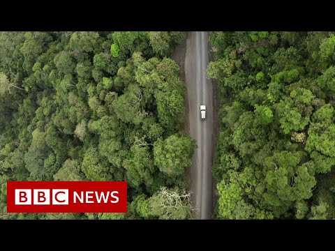 コロンビア。かつて戦争で保護されたジャングルの希少種を救う - BBC ニュース (Colombia: Saving rare species in jungles once protected by war - BBC News)