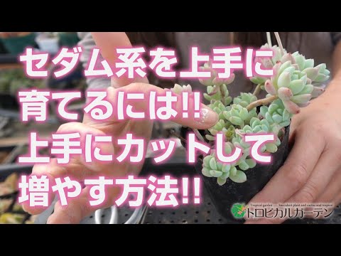 セダムの育て方: 庭を鮮やかに彩る、メンテナンス不要の屋外用多肉植物  庭園