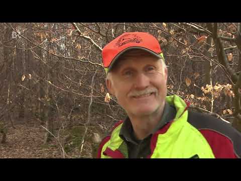 Illegale Müllentsorgung im Wald | BR24