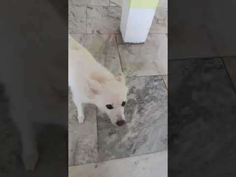 plamalo డాగ్ #cutedog #comedyvideos 🐶🐶🐶🐶🐶