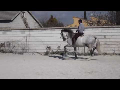 Campanillero  PRE Stallion for Sale in Spain