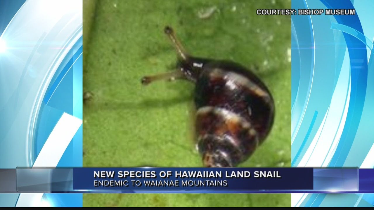 Bishop Museum officially names new living native Hawaiian snail species