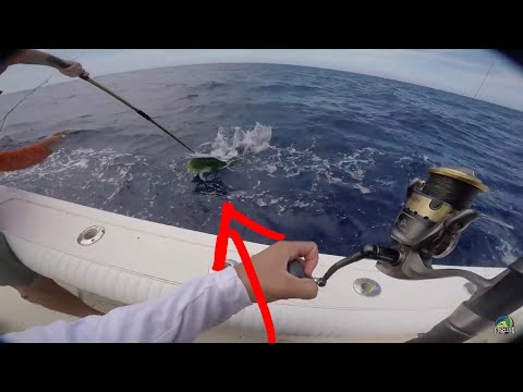 Tournament Winning Mahi Mahi (Giant)