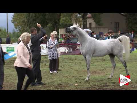 2016 - Italian National Champ. - Stallions 7-9 years (Class 11) - 2nd place: n°110 ARDASHIR RG