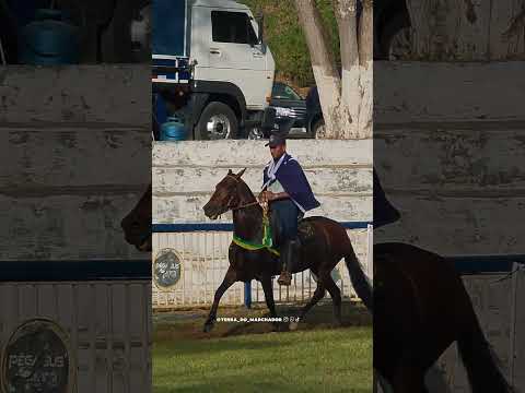 Tróya Cristal PVB...Campeã de Marcha em Rio Pomba - MG.