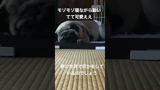 モゾモゾ寝ながら動く愛犬🐶