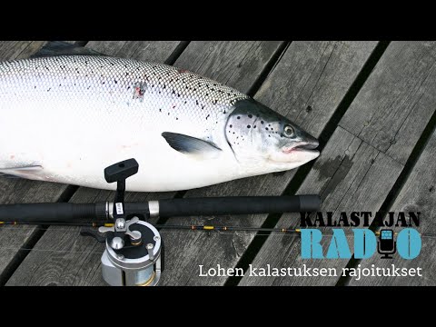Kalastajan Radio: Lohen kalastuksen rajoitukset