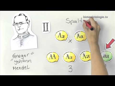 Kreidezeit "Geniestreiche": Gregor Mendel