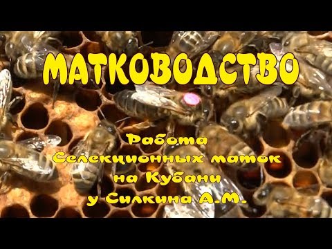 МАТКОВОДСТВО  СЕЛЕКЦИОННЫЕ МАТКИ ИЗ ГЕРМАНИИ НА КУБАНИ