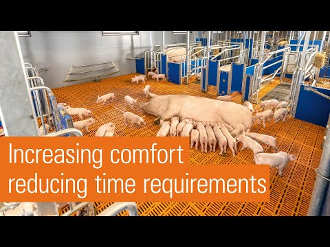 Group housing of lactating sows: group farrowing pen with free-acces function | AGILO FB