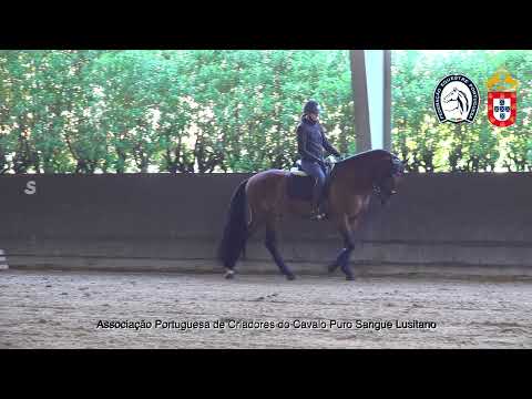 230129e30 6 Nº6 Poeta por Mariana Ramos - Projecto Cavalos Jovens no Ensino 2023