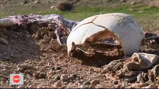 La lluvia habría hecho emerger la tumba de las trece rosas, un legendario grupo feminista de España