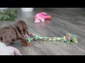 Miniature Dachshund dogs for sale: Violet - Video 1