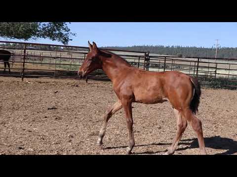 Merengue KR 2021 PRE son of Poeta de Susaeta