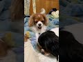 cavalier king charles spaniel ham キャバリア ハムちゃん うにちゃん