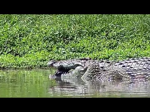 Djuma: Crocodile dining on another Terrapin - 14:24 - 02/26/20