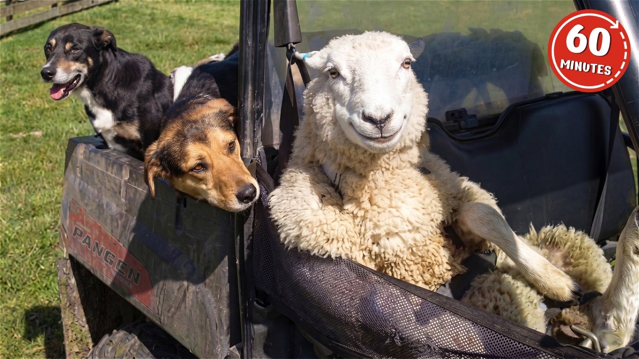 World's Funniest Animals You’ve Ever Seen!🤣