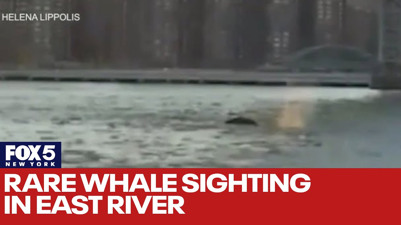 Rare whale sighting in East River