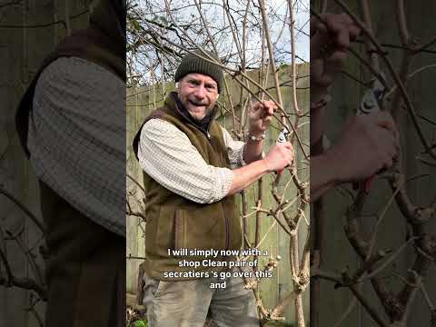 Pruning Sambucus (cut leaf, elder)/ Buddleja (butterfly bush )in Feb/march  #gardenerben 