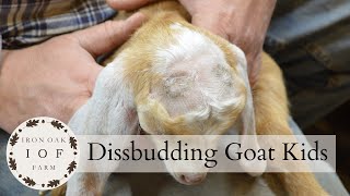 Disbudding A Goat Kid