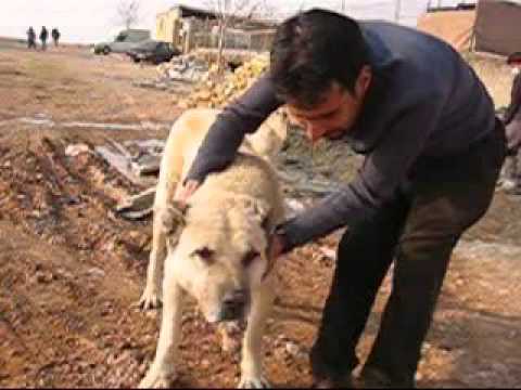 Vafa Animal Shelter's Sohrab - Hashtgerd, Iran - Iranian Dog - http://www.cal.ir