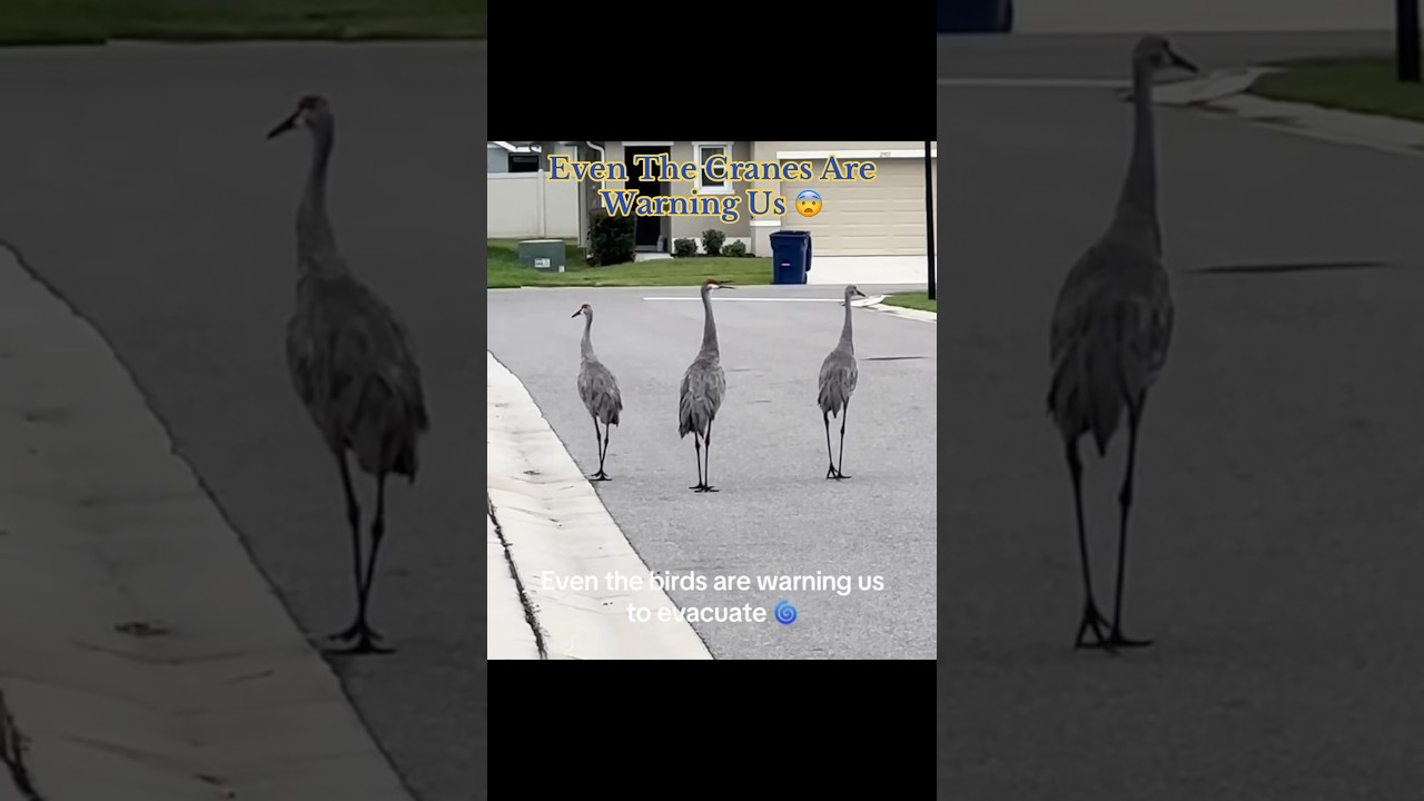 Even The Cranes Are Warning Us 😨 #dangerous