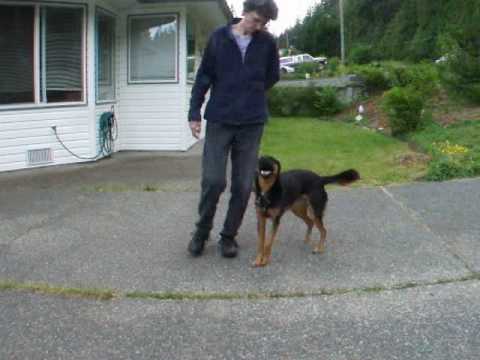 CARO Novice Rally O 12. 270 degree left turn