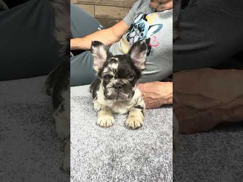 Video 3