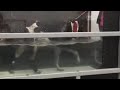 underwater treadmill for dog therapy