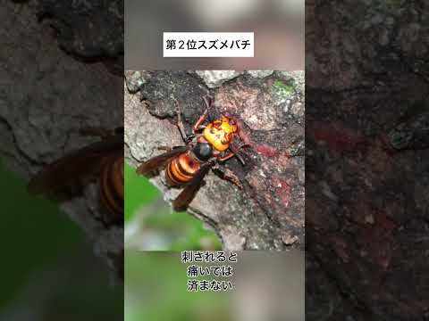 新しい季節を安全に始めるために、冬に庭を害虫から守るにはどうすればよいですか？  庭園