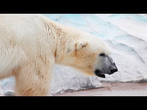 Polar Bear - The Largest Carnivore on Land / Documentary
