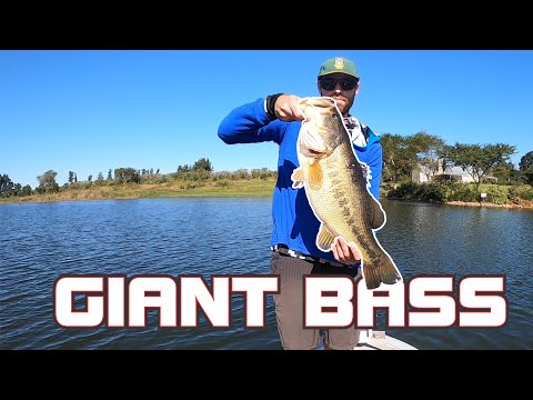 5KG (11LBS) GIANT Bass caught at Albert Falls Dam, South Africa. (HD)