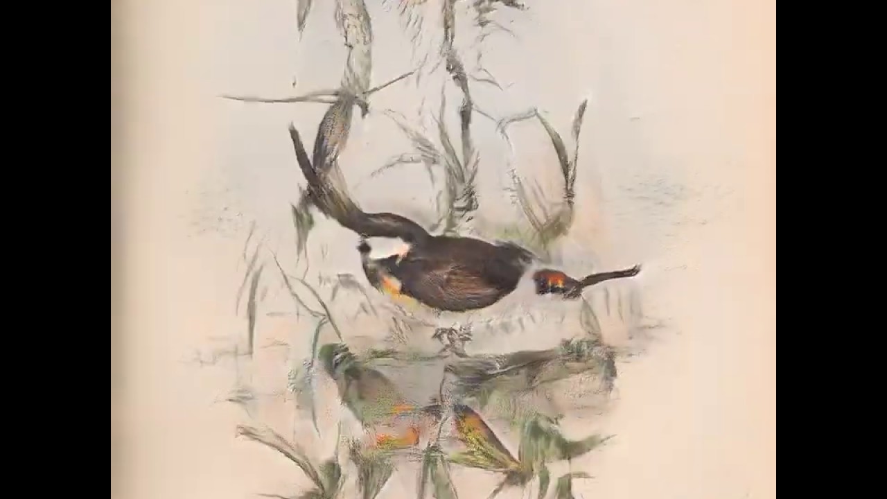 Bird Size Vector (discovered using GANspace)