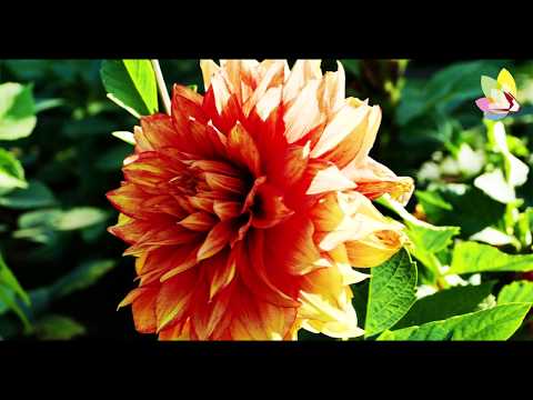 Landesgartenschau Bad Schwalbach