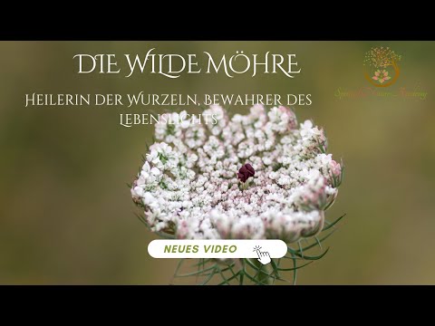 Die Wilde Möhre - Heilerin der Wurzeln