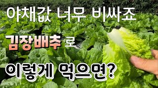 야채값 비쌀때 김장배추로 간단하게 해결 !!  꼬갱이 배추.쌈배추