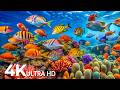 The Best 4K Aquarium Underwater Views With Peaceful Music For Relaxation 20