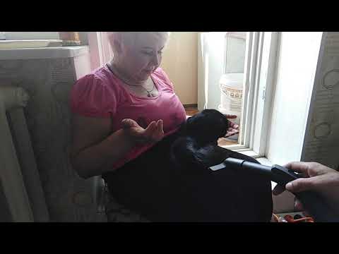 Кот любит пылемос!!!!