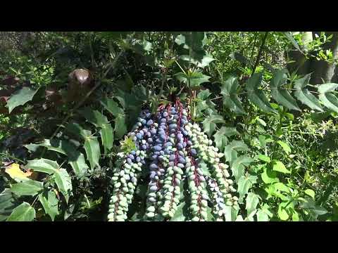 VALLERANELLO 10 APRILE 2023