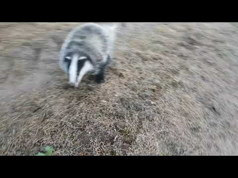 Atak borsuka. Badger attack