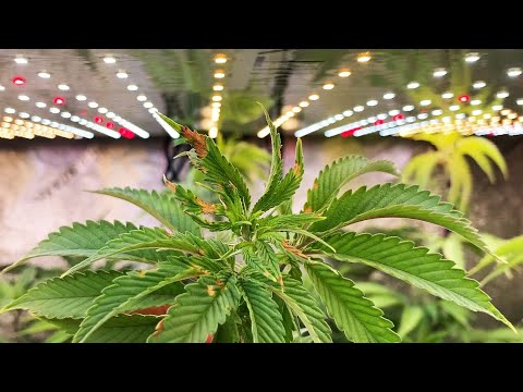 AVOID LIGHT BURNS - 4 Different Symptoms and How to Fix & Prevent Them