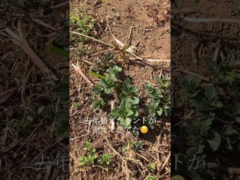 ミントを植える時期