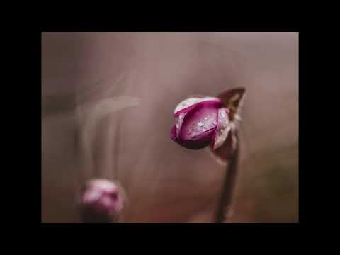 Fabrizio Paterlini - My Misty Mornings