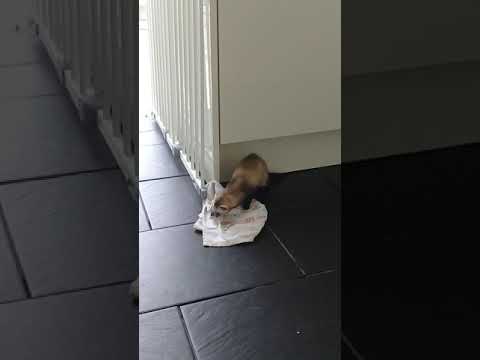 Ferret steals tea-towel