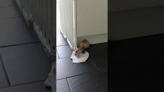 Ferret steals tea-towel