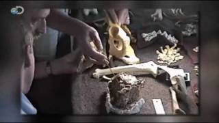 Discovering Ardi (Ardipithecus Ramidus)