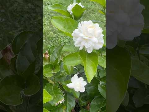 Jasmine flowers 🤍#bibleverse # shorts #homegardening #flowerstv
